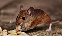 24 Hour & Emergency Exterminators in Ironville, NY